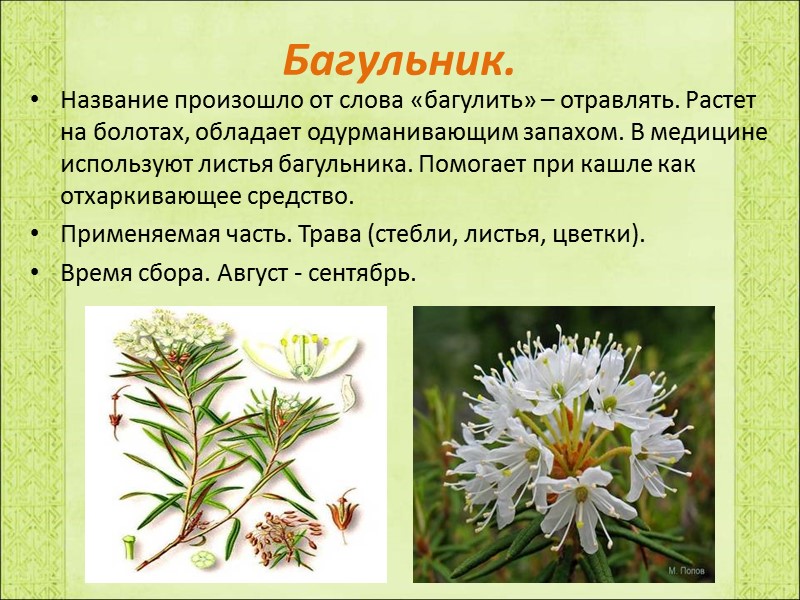 Багульник. Название произошло от слова «багулить» – отравлять. Растет на болотах, обладает одурманивающим запахом.